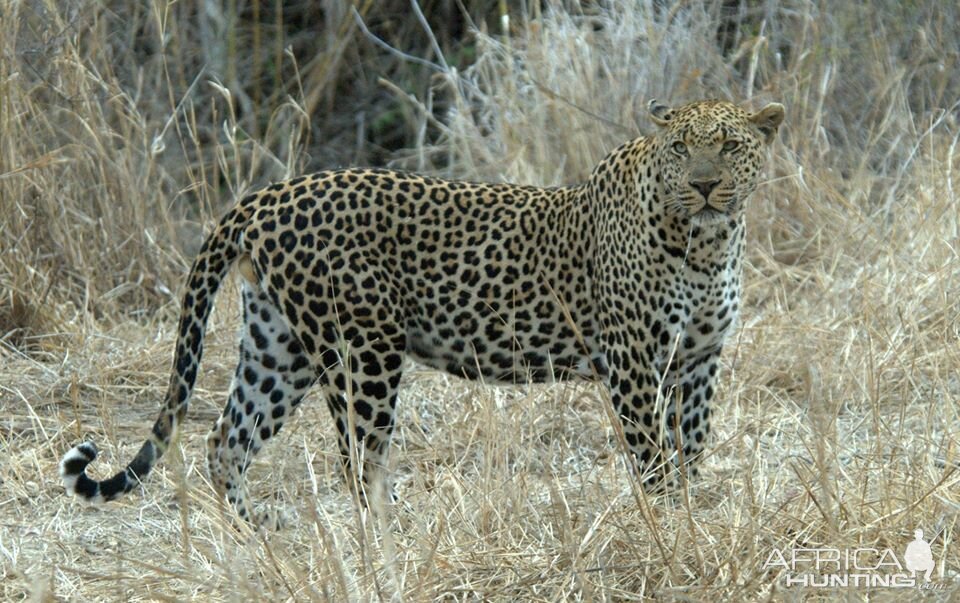 Chui Leopard