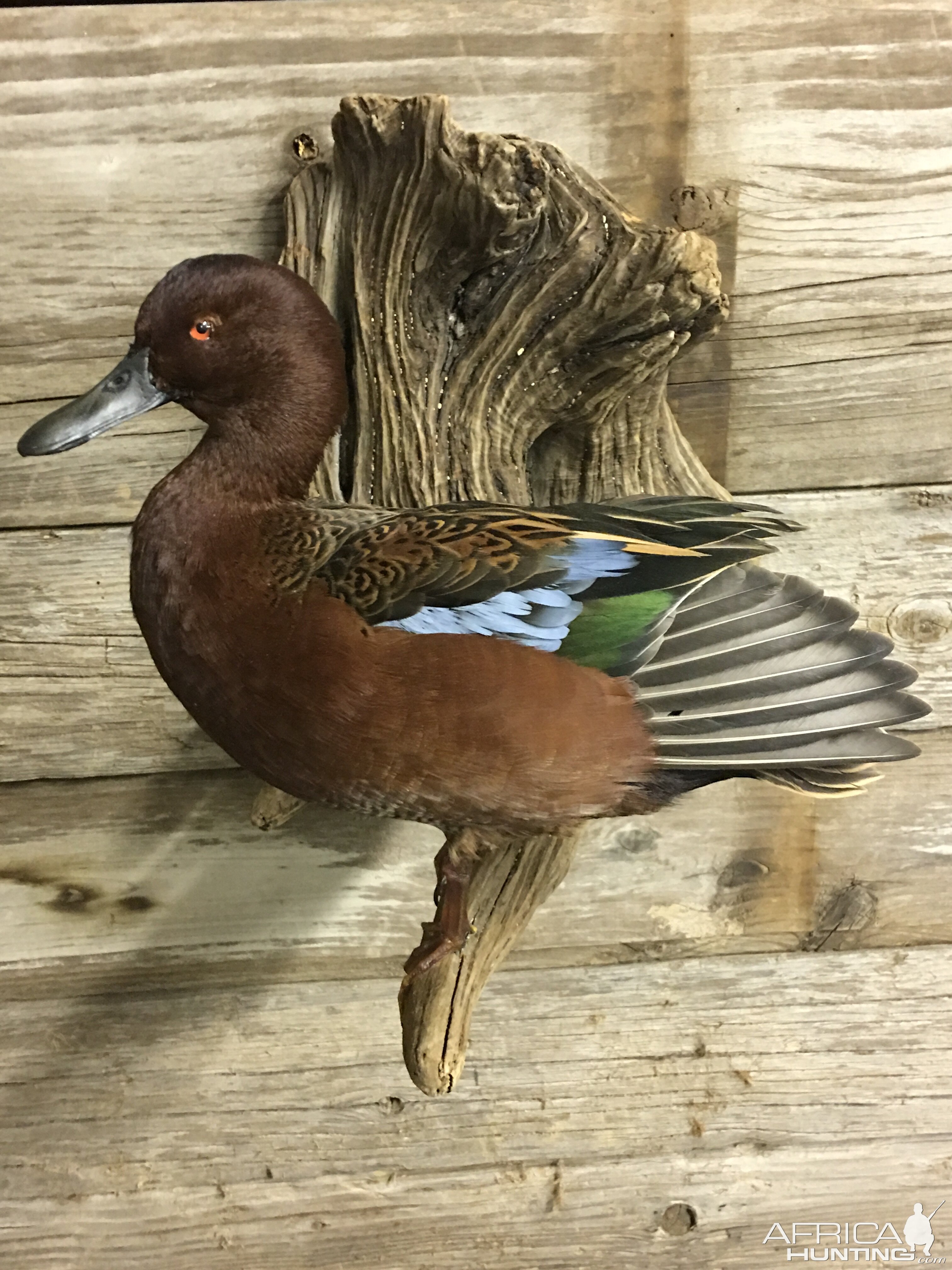 Cinnamon Teal Duck Full Mount Taxidermy