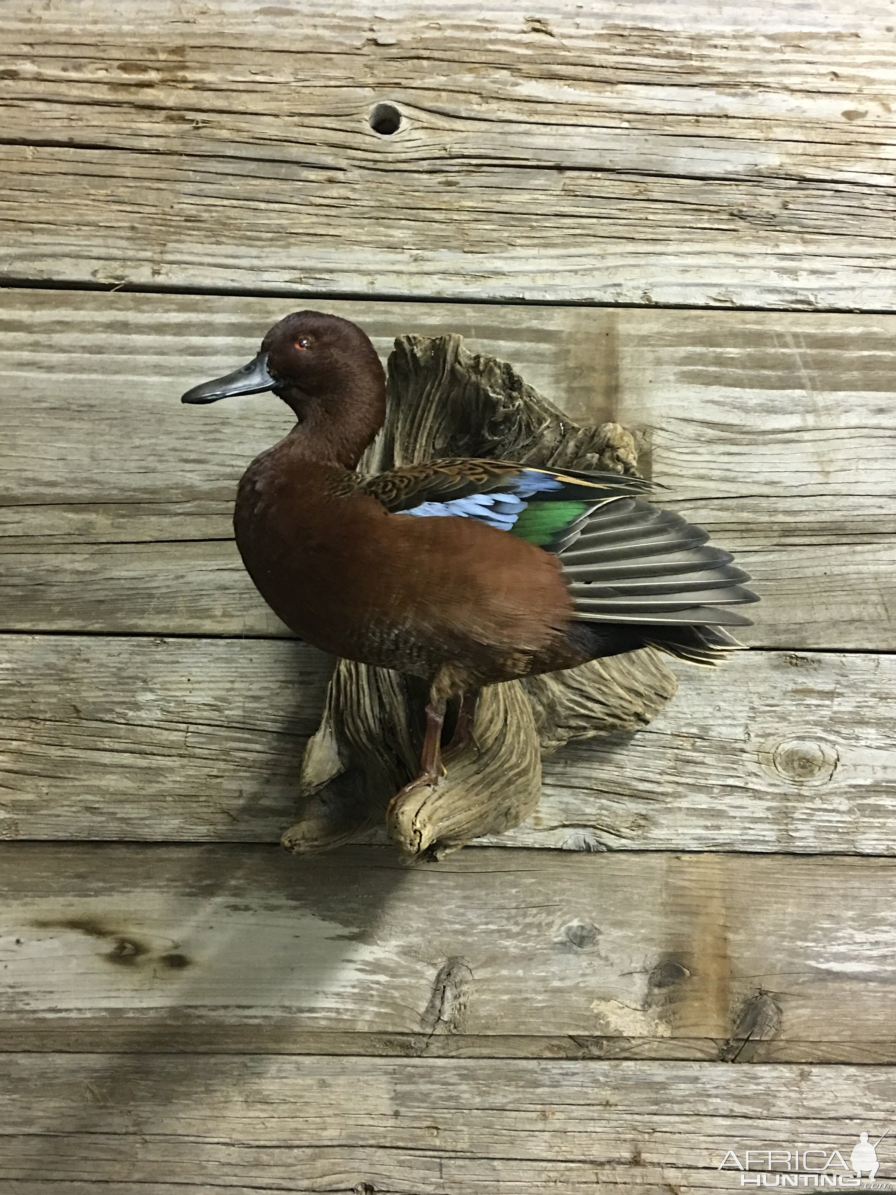 Cinnamon Teal Duck Full Mount Taxidermy