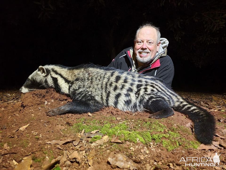 Civet Hunting Limpopo South Africa