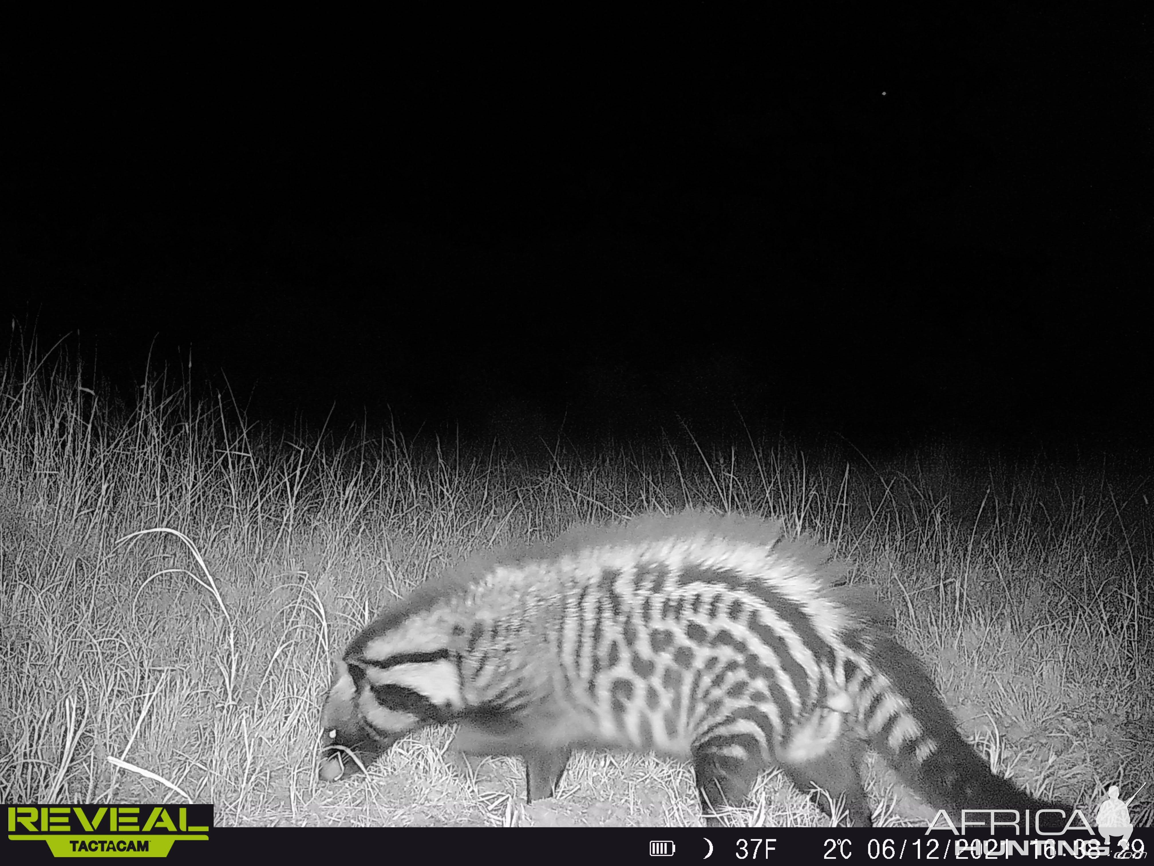 Civet Trail Camera South Africa