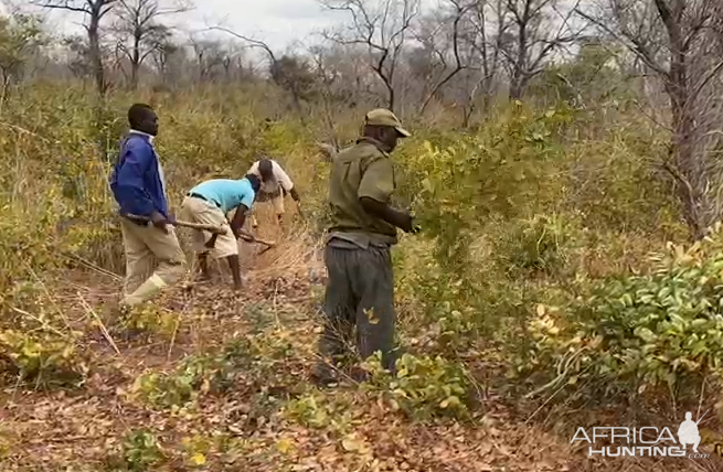 Clearing Area For Elephant Loading Zimbabwe