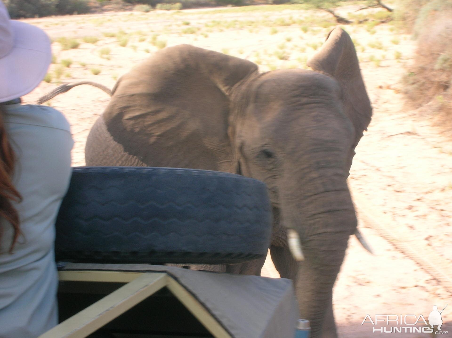 Close Encounters with Elephants in Namibia