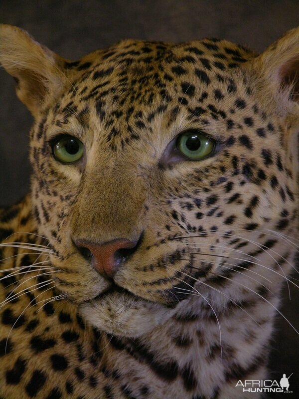 Close-ups of our Leopard