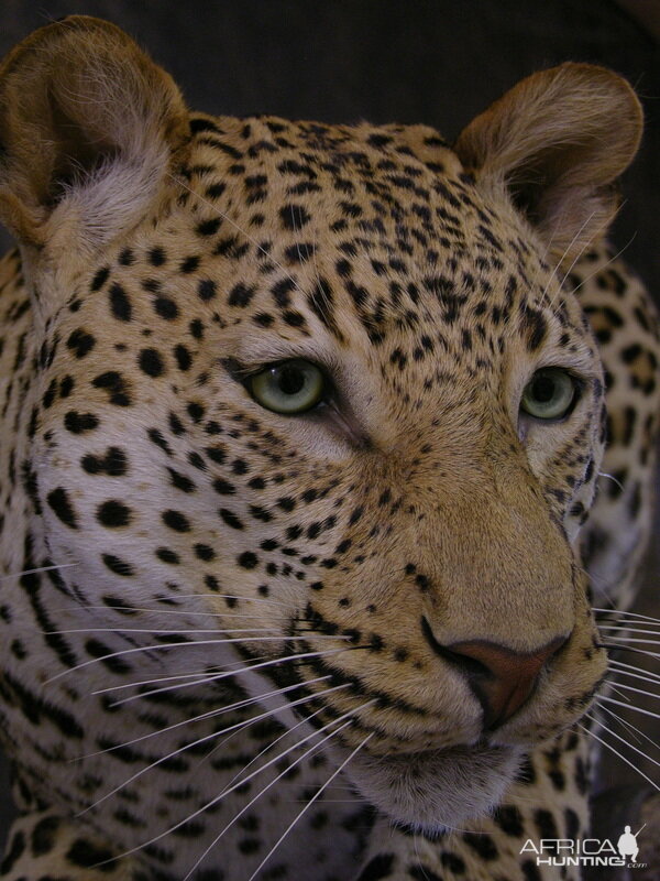 Close-ups of our Leopard