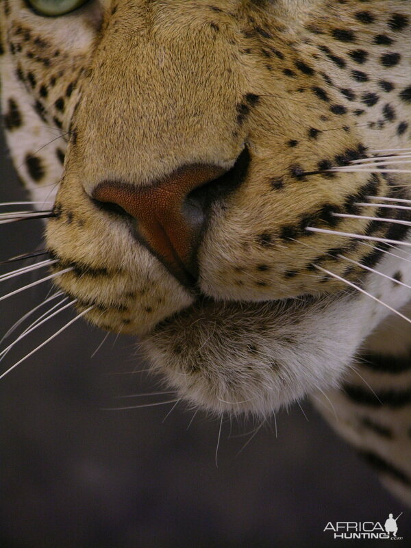 Close-ups of our Leopard