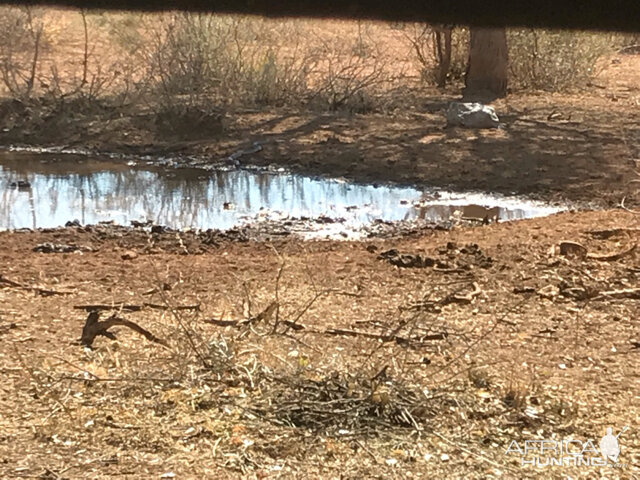 Cobra on other side of the waterhole