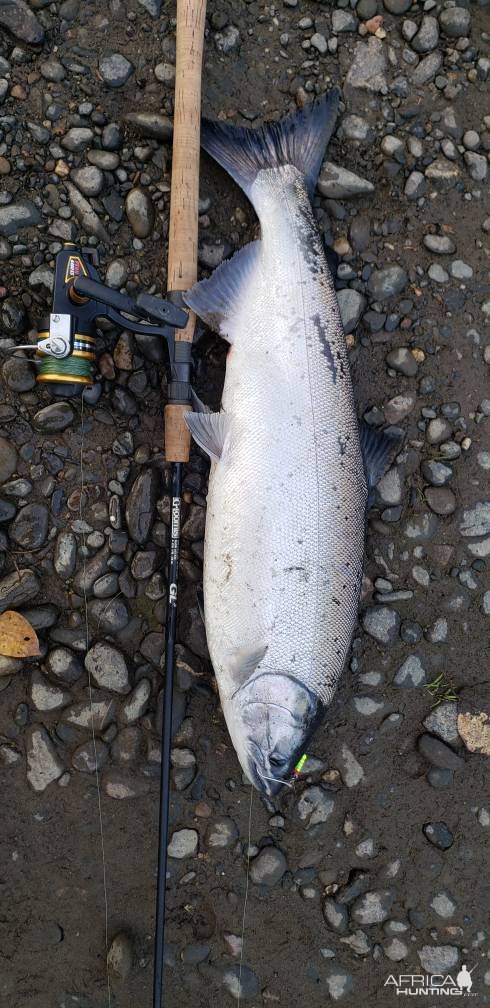 Coho Salmon Fishing Anchor River Kenai Peninsula Alaska
