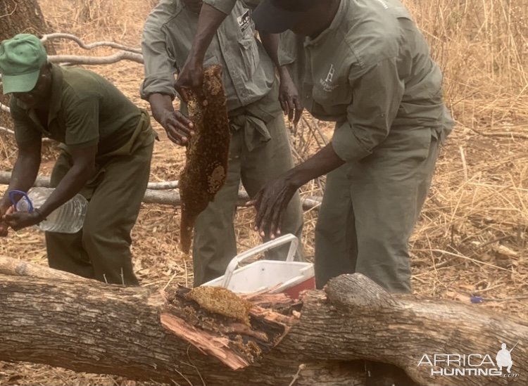 Collecting Honey Zimbabwe