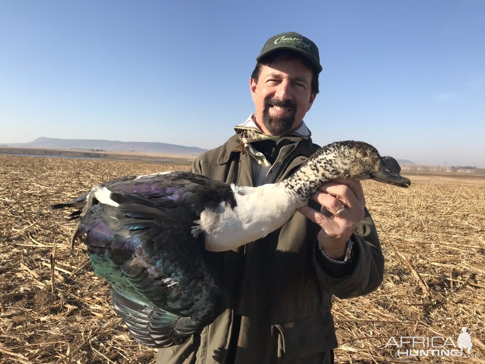 Collection Bird Hunt South Africa Knob billed Duck