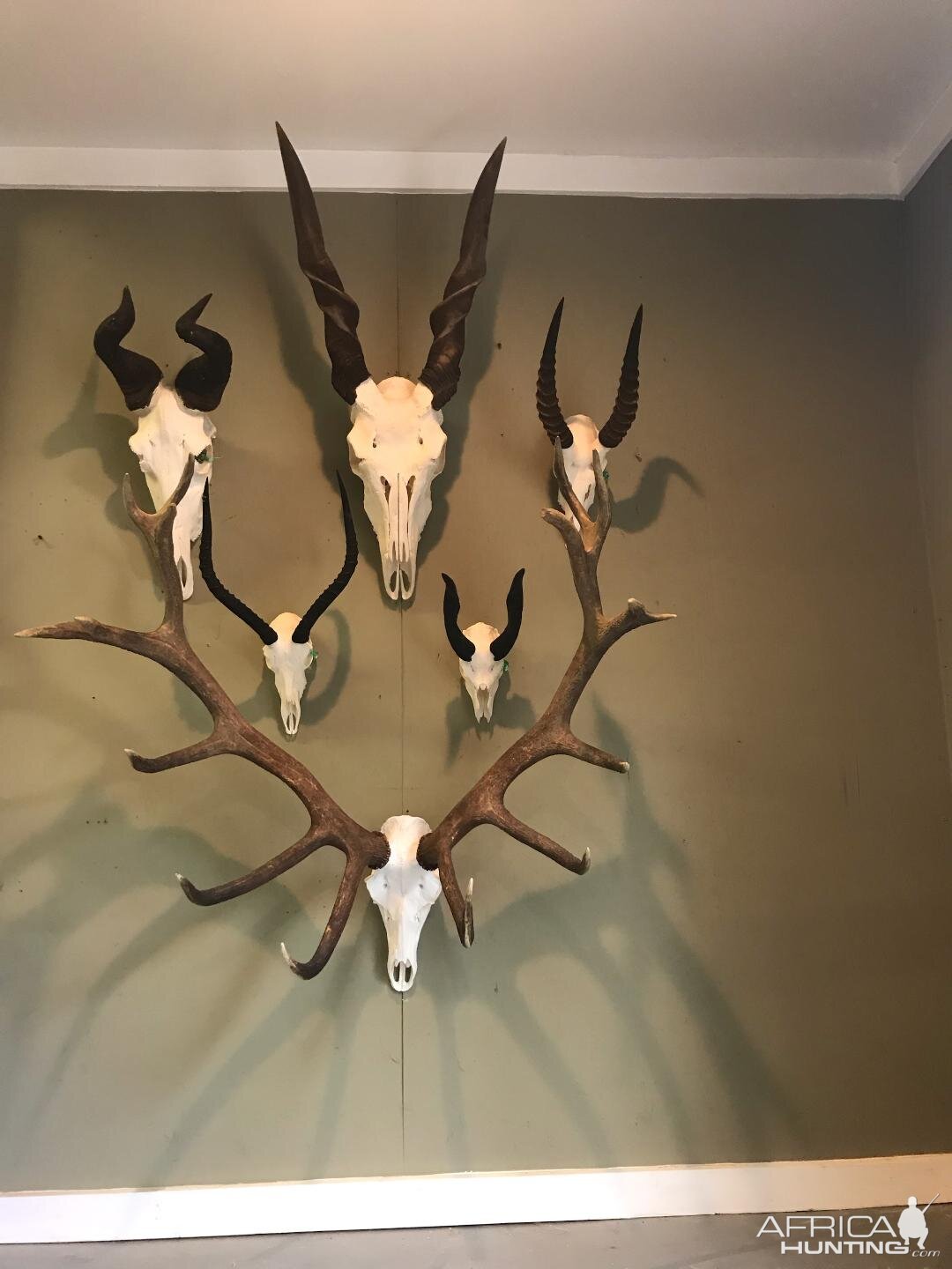 Collection of European Skull Mounts