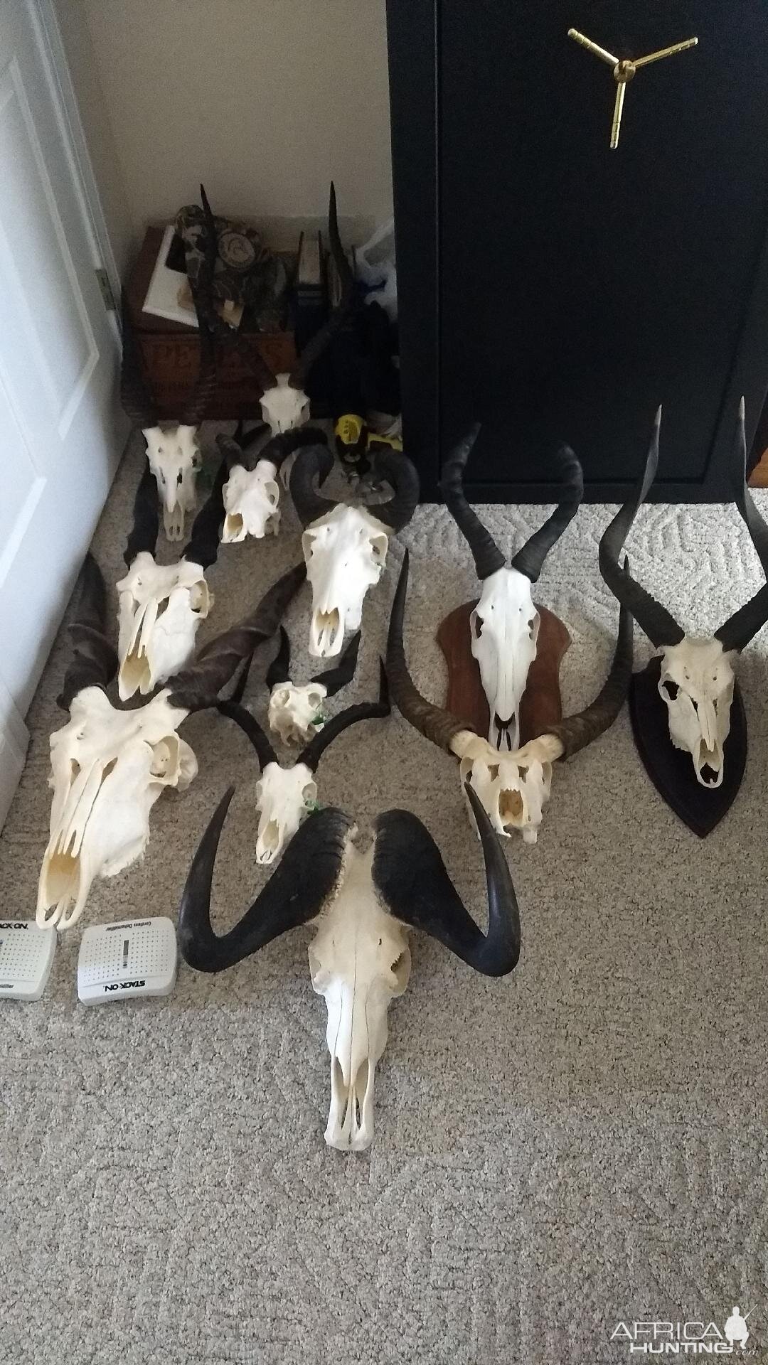 Collection of European Skull Mounts