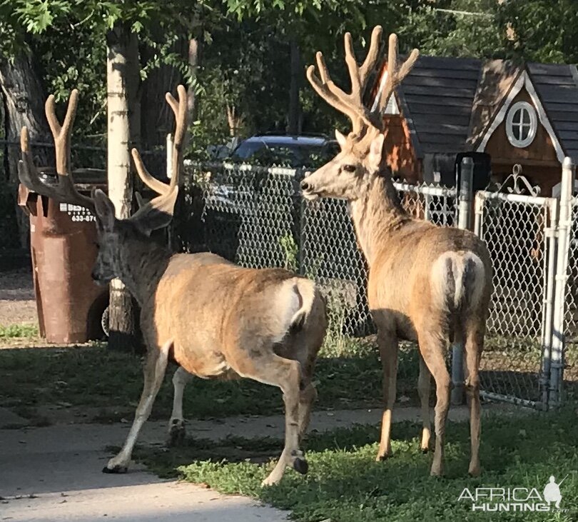 Colorado Springs Urban Mule Deer