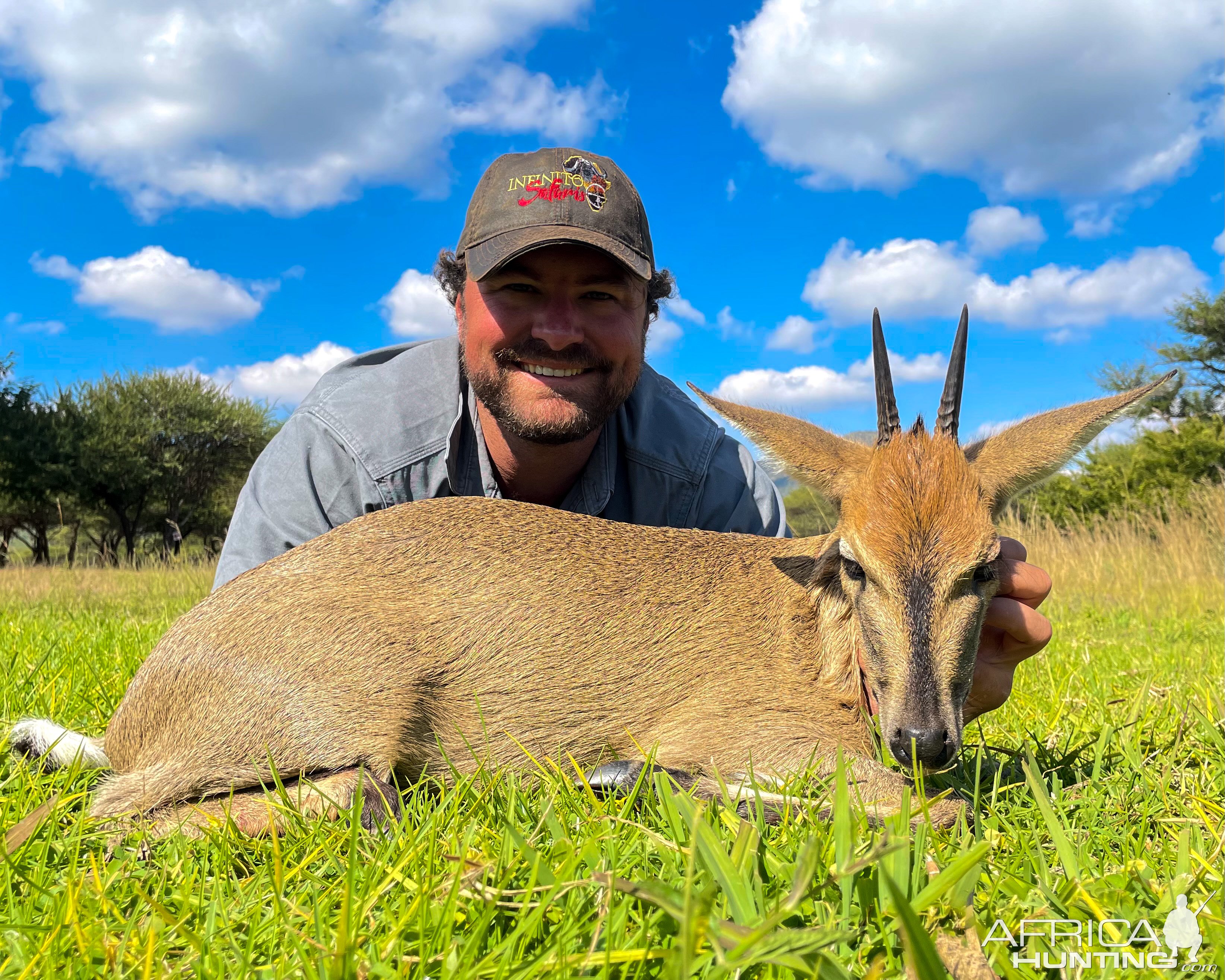 Common Duiker Hunting Limpopo South Africa