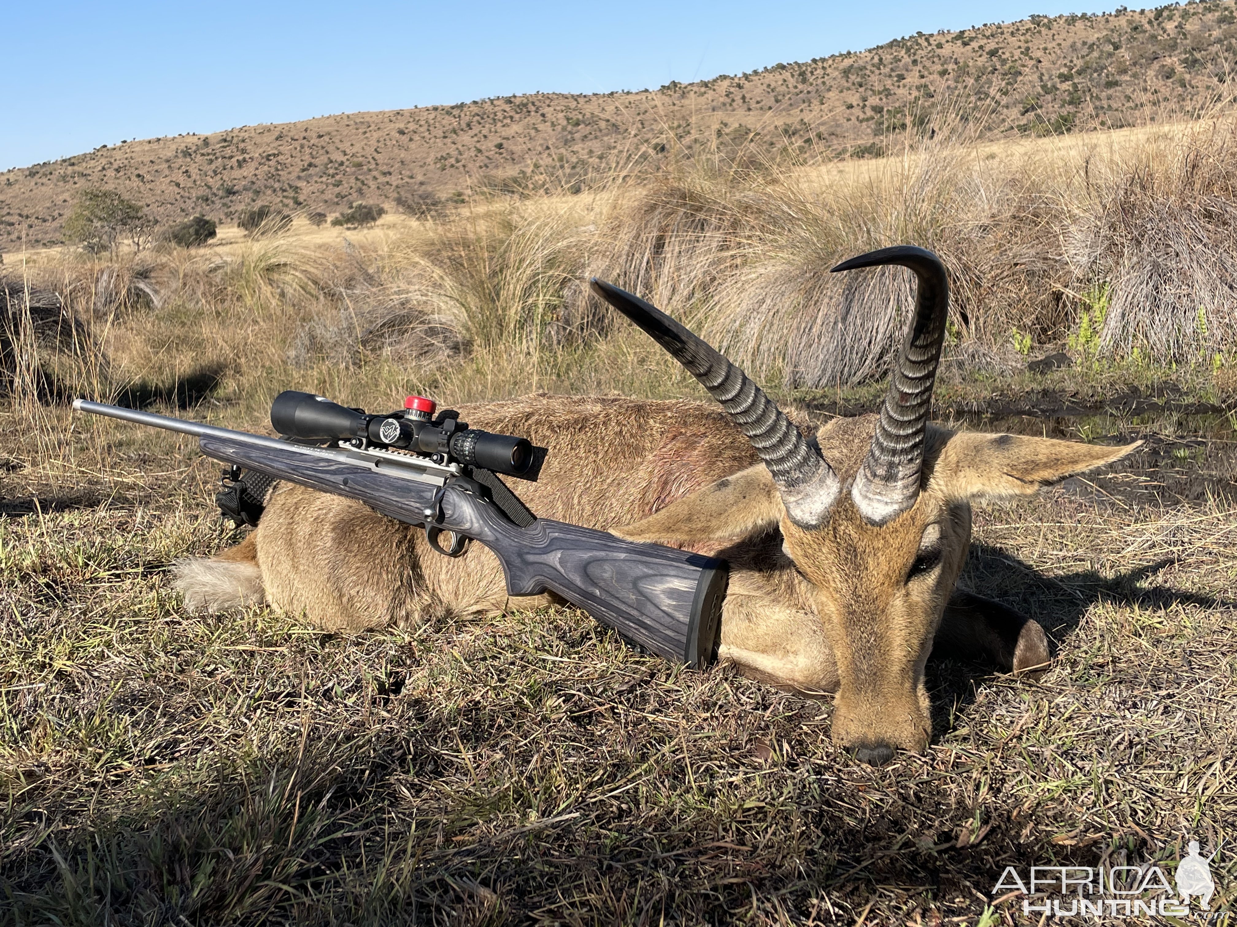 Common Reedbuck Hunt South Africa