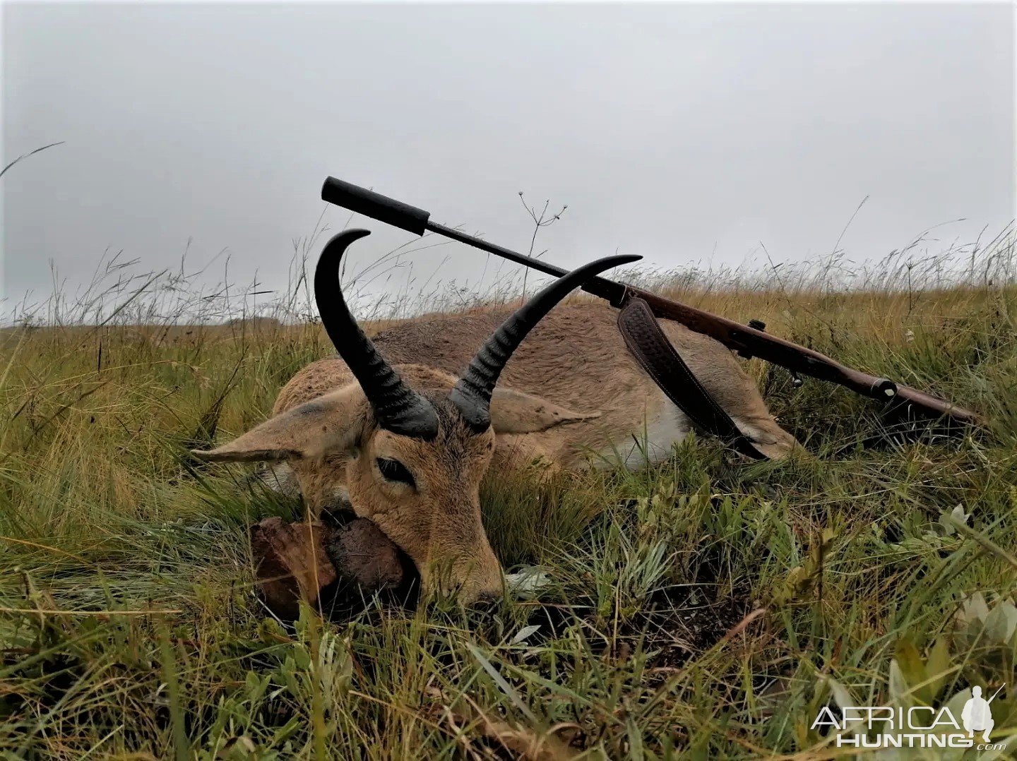 Common Reedbuck Hunt South Africa