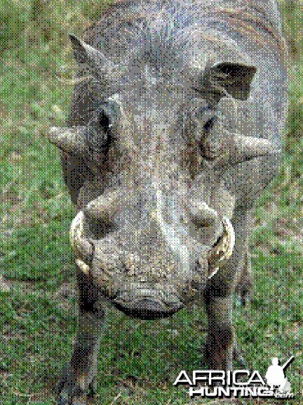 Common warthog Ph. africanus
