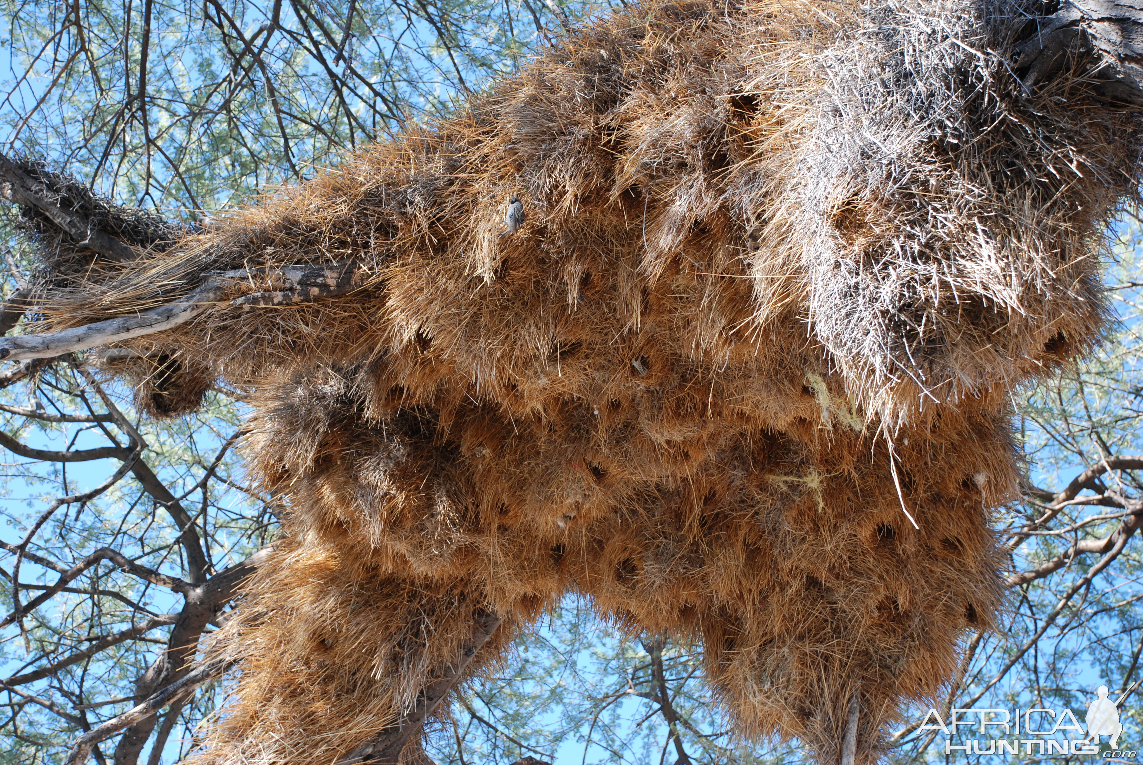 Communal nest, Namibia