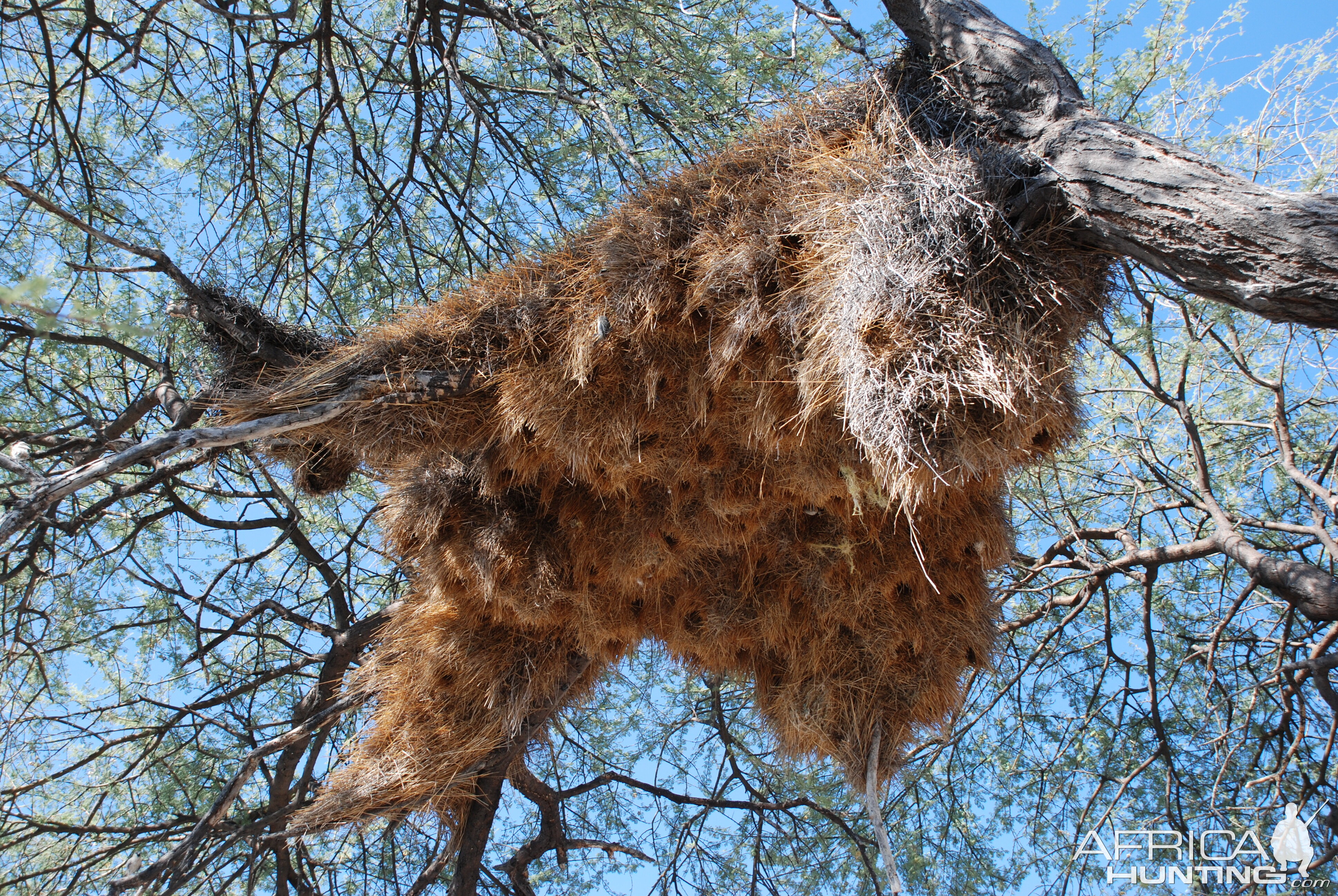 Communal nest, Namibia