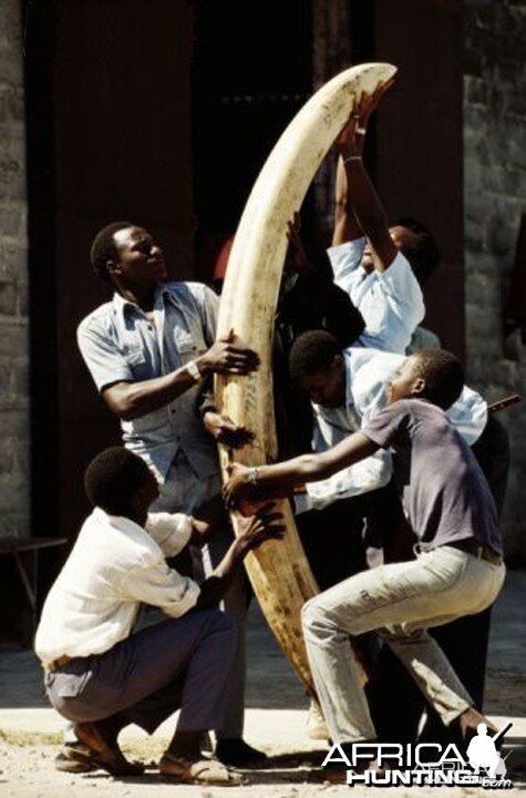 Confiscated tusk in Tanzania