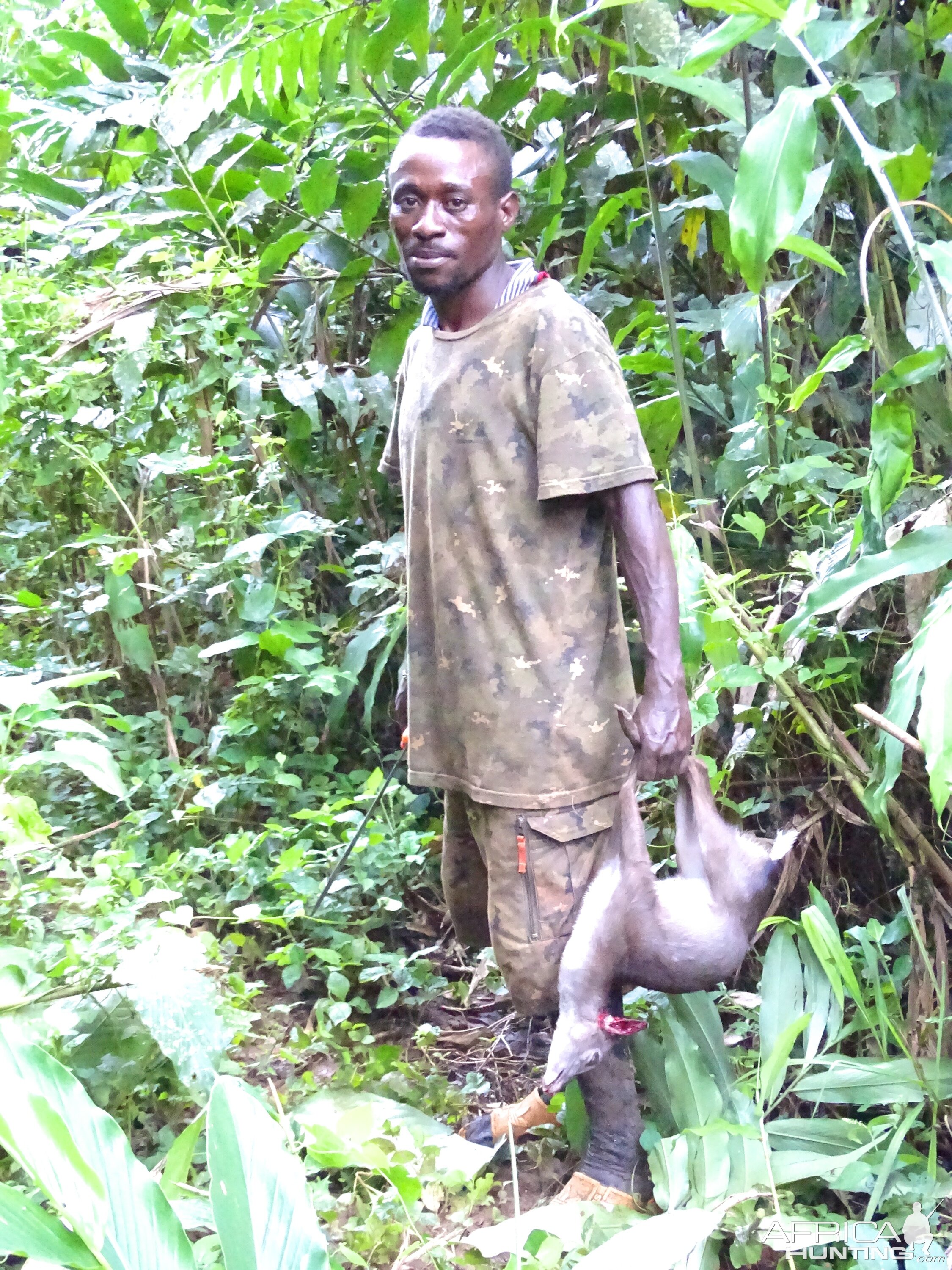 Congo Blue Duiker Hunt