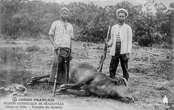 Congo Buffalo Hunt