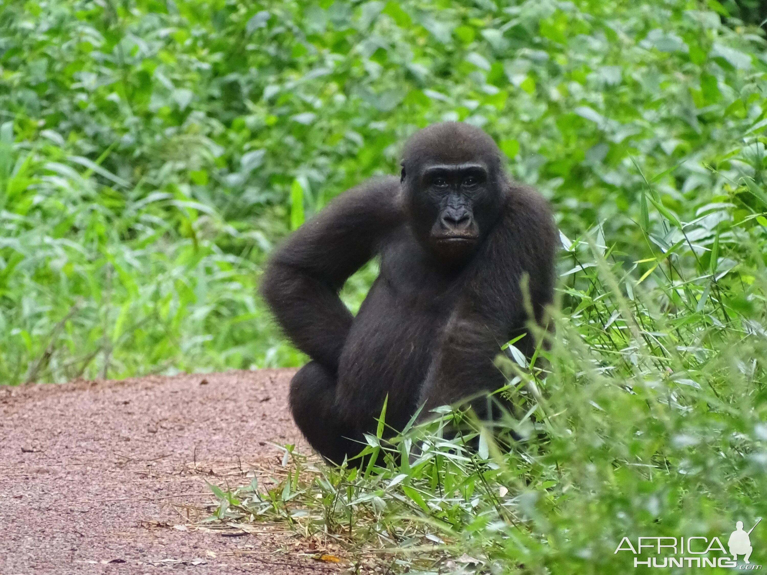 Congo Lowland Gorilla