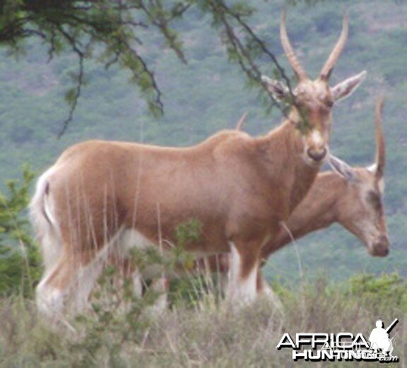 Copper Blesbuck for sale - South Africa