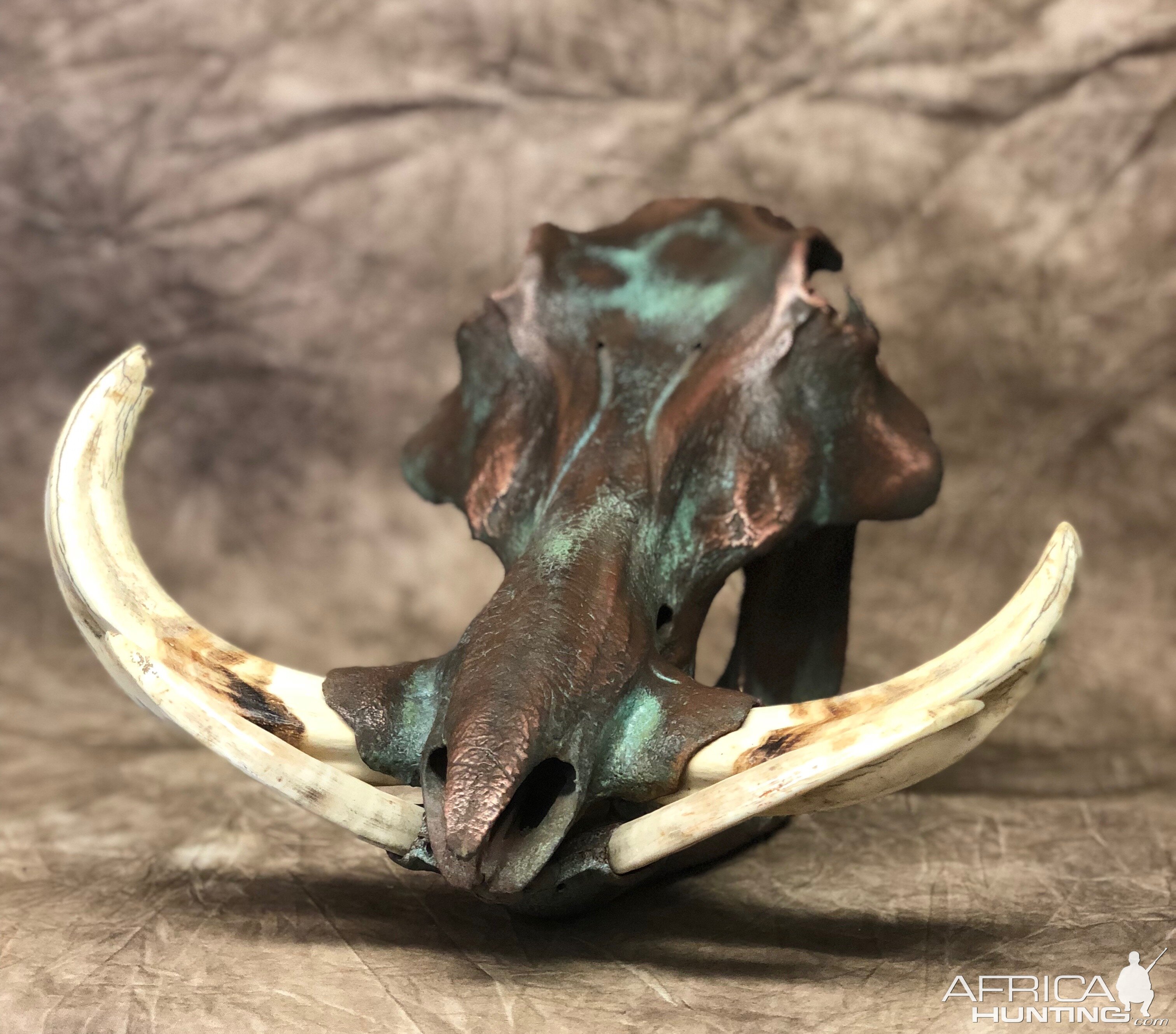 Copper Clad Warthog Skull