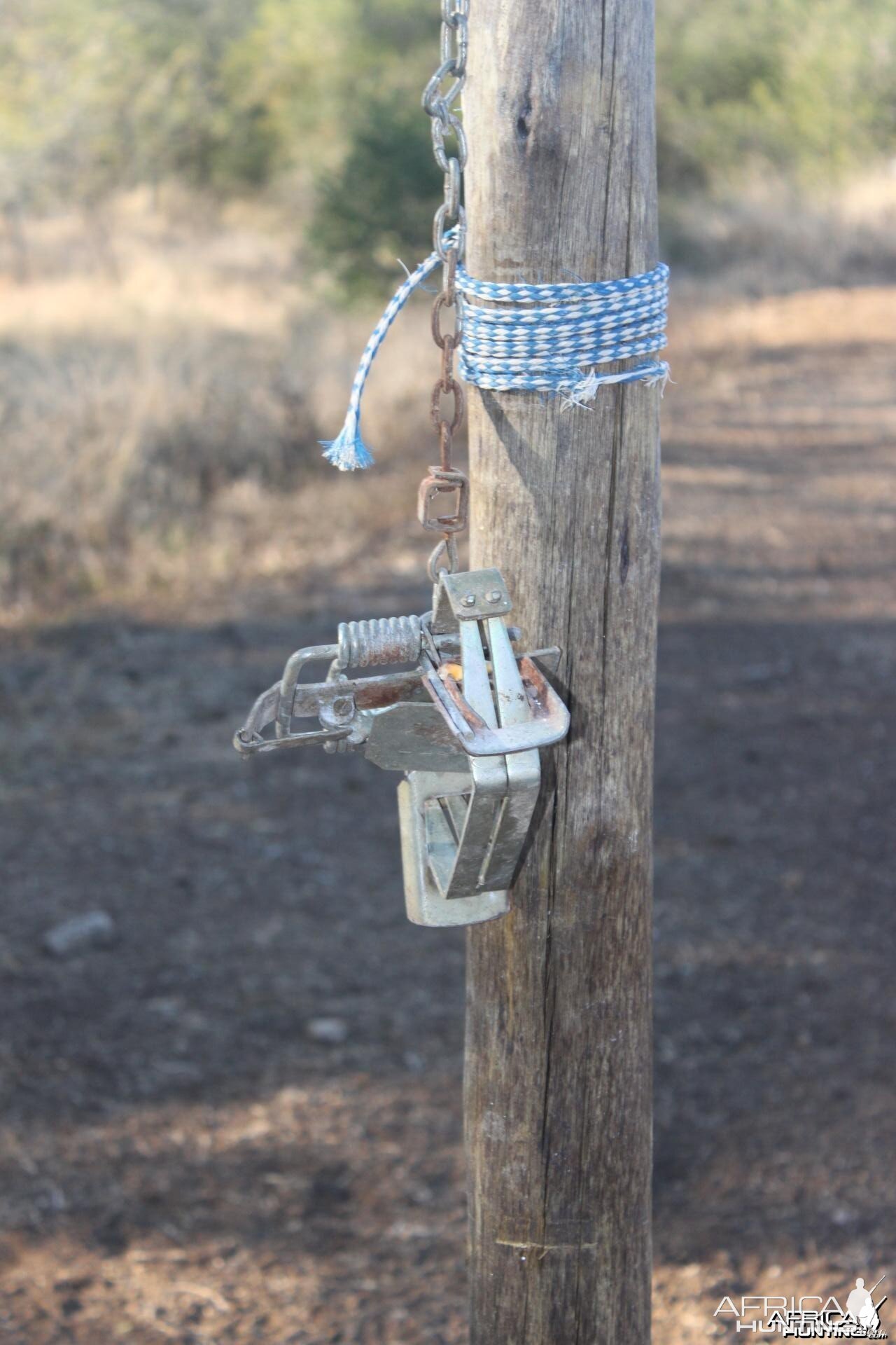 Corn feeder with little trap