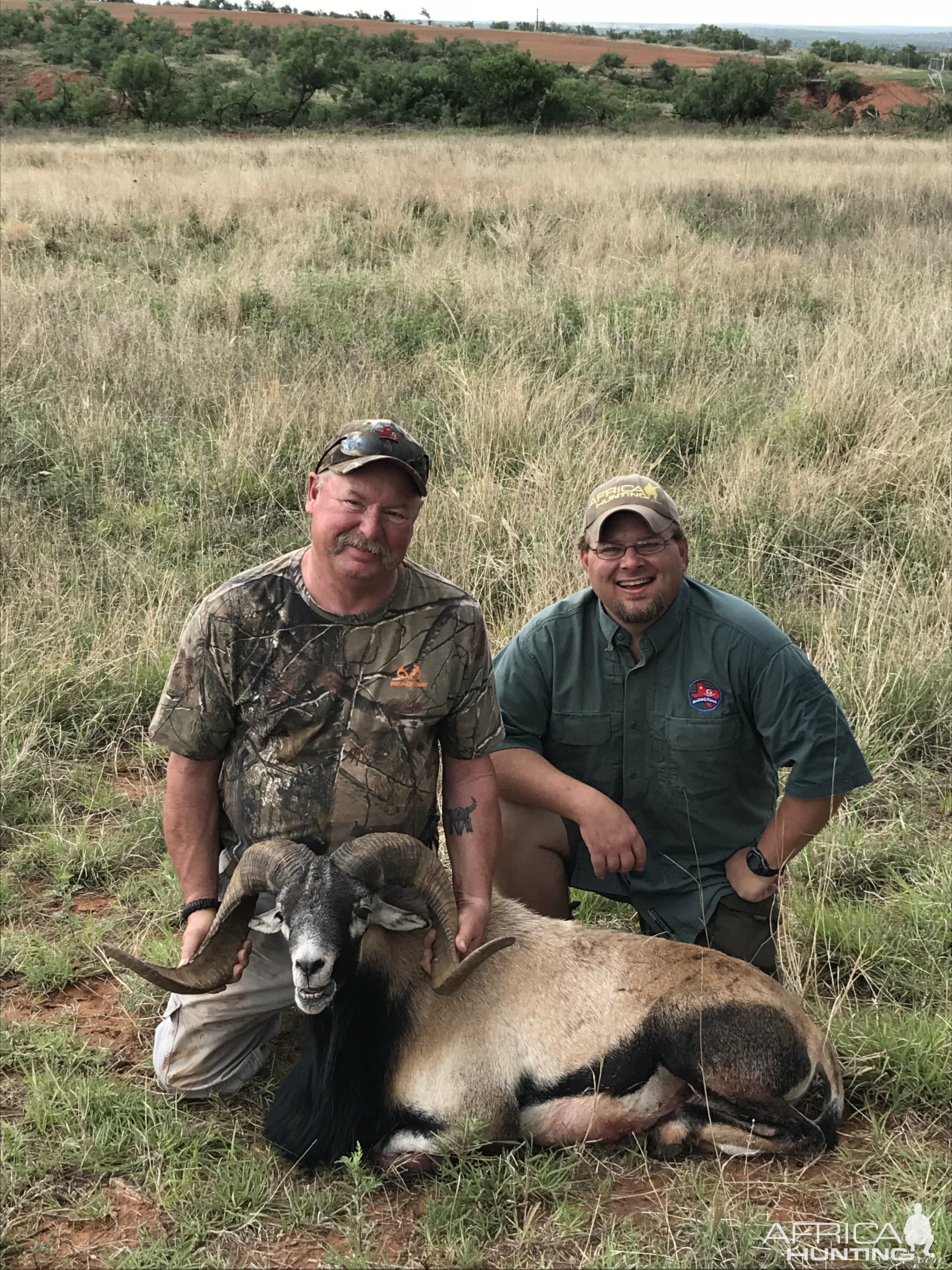 Corsican Sheep Hunting Texas USA