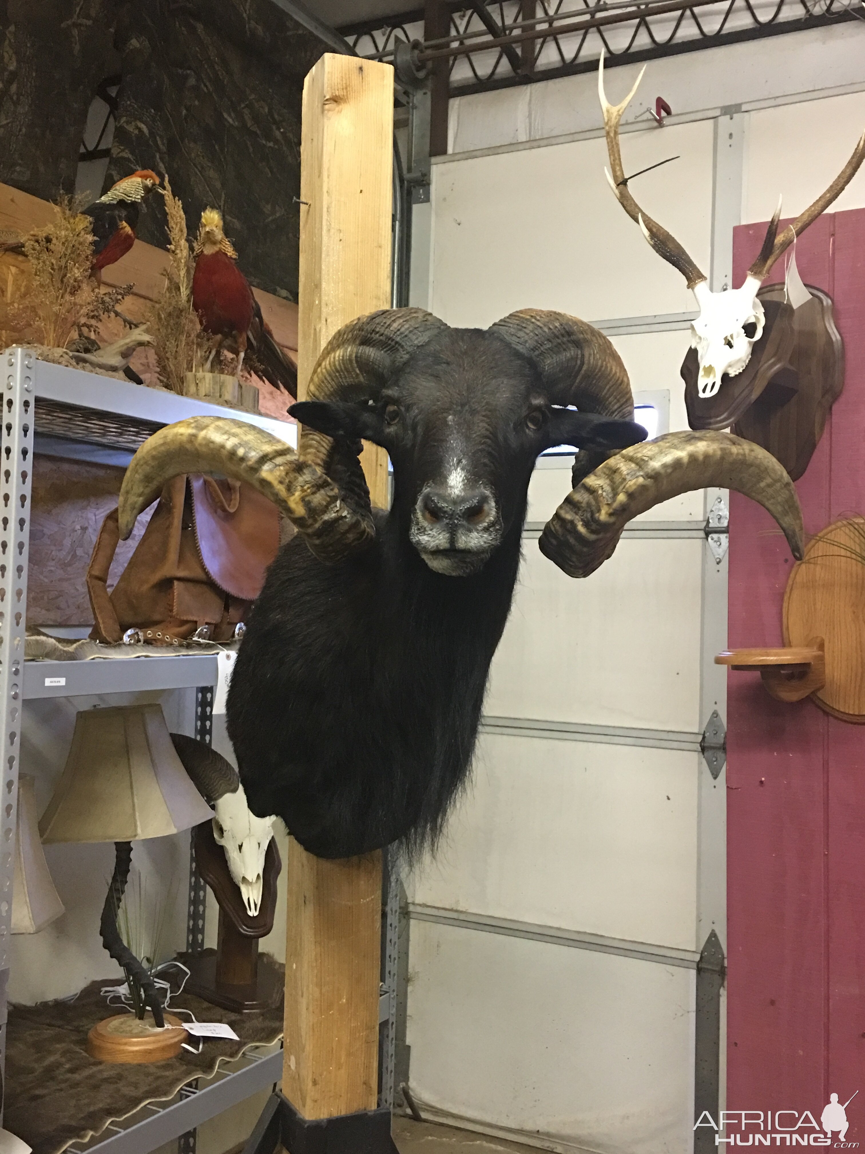 Corsican Sheep Shoulder Mount Taxidermy