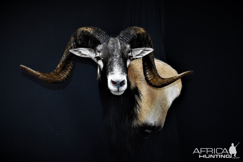 Corsican Sheep Shoulder Mount Taxidermy