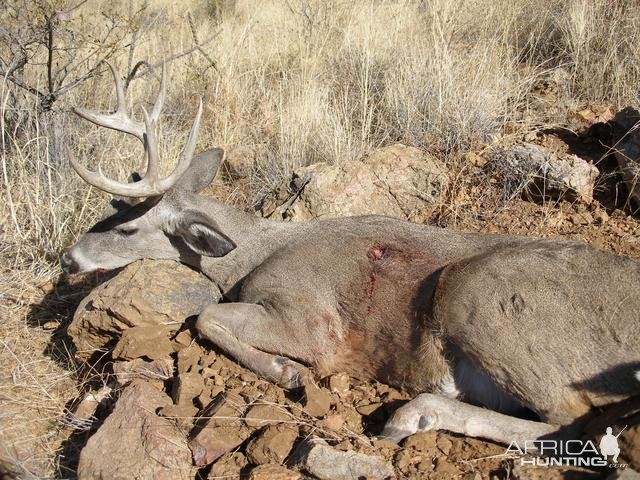 Coues deer Hunting