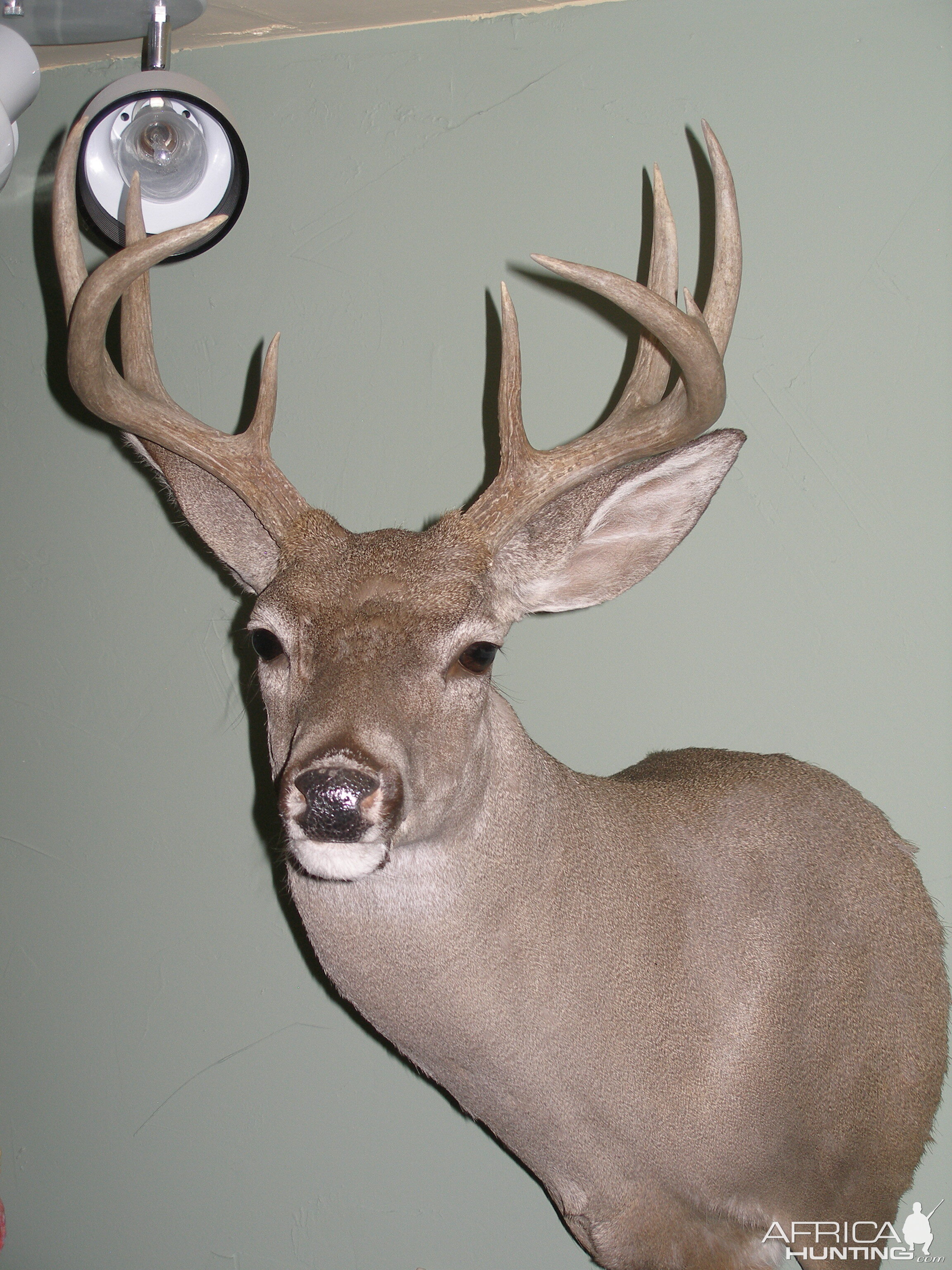 Coues Deer Shoulder Mount Taxidermy