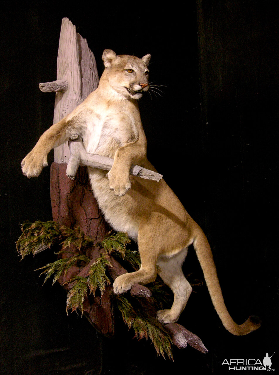 Cougar Full Mount Taxidermy