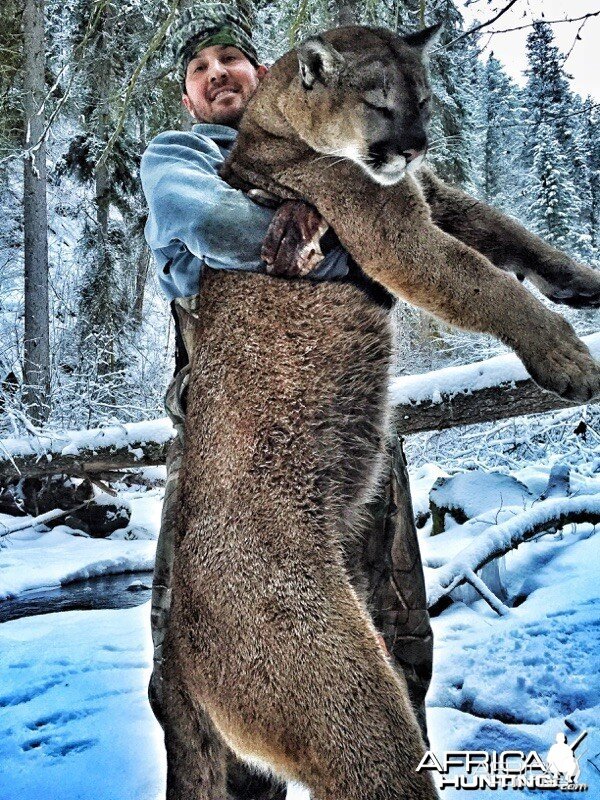 Cougar hunt in British Columbia Canada