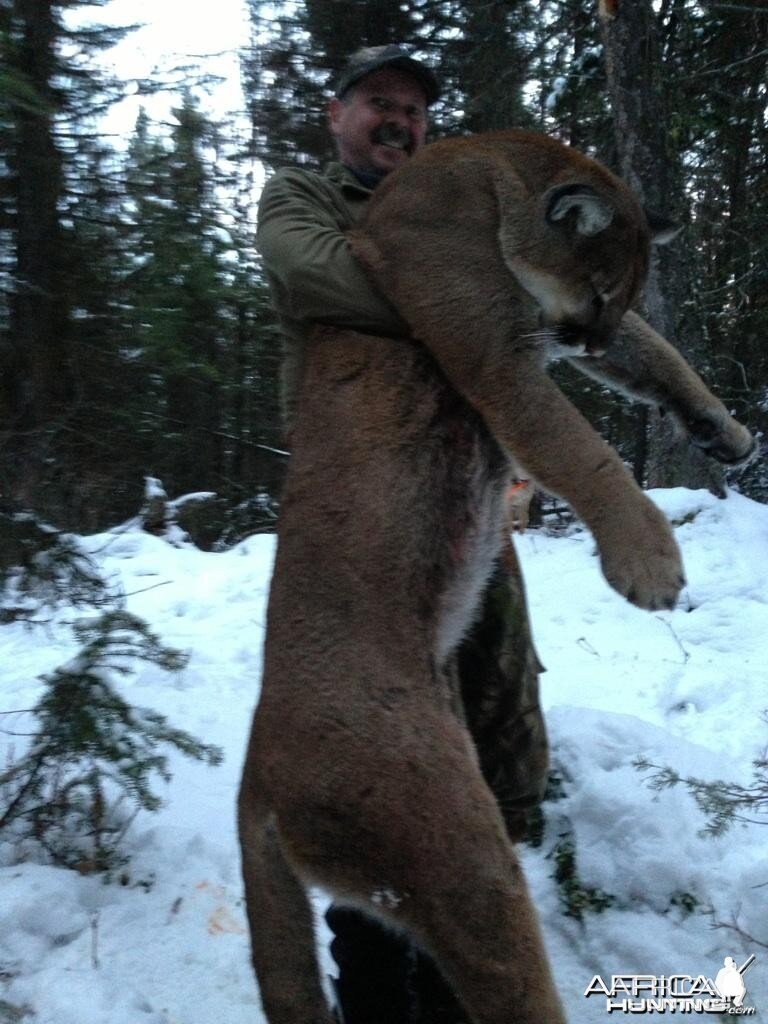 Cougar hunt in British Columbia Canada