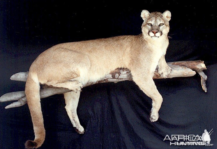 Cougar or Mountain Lion