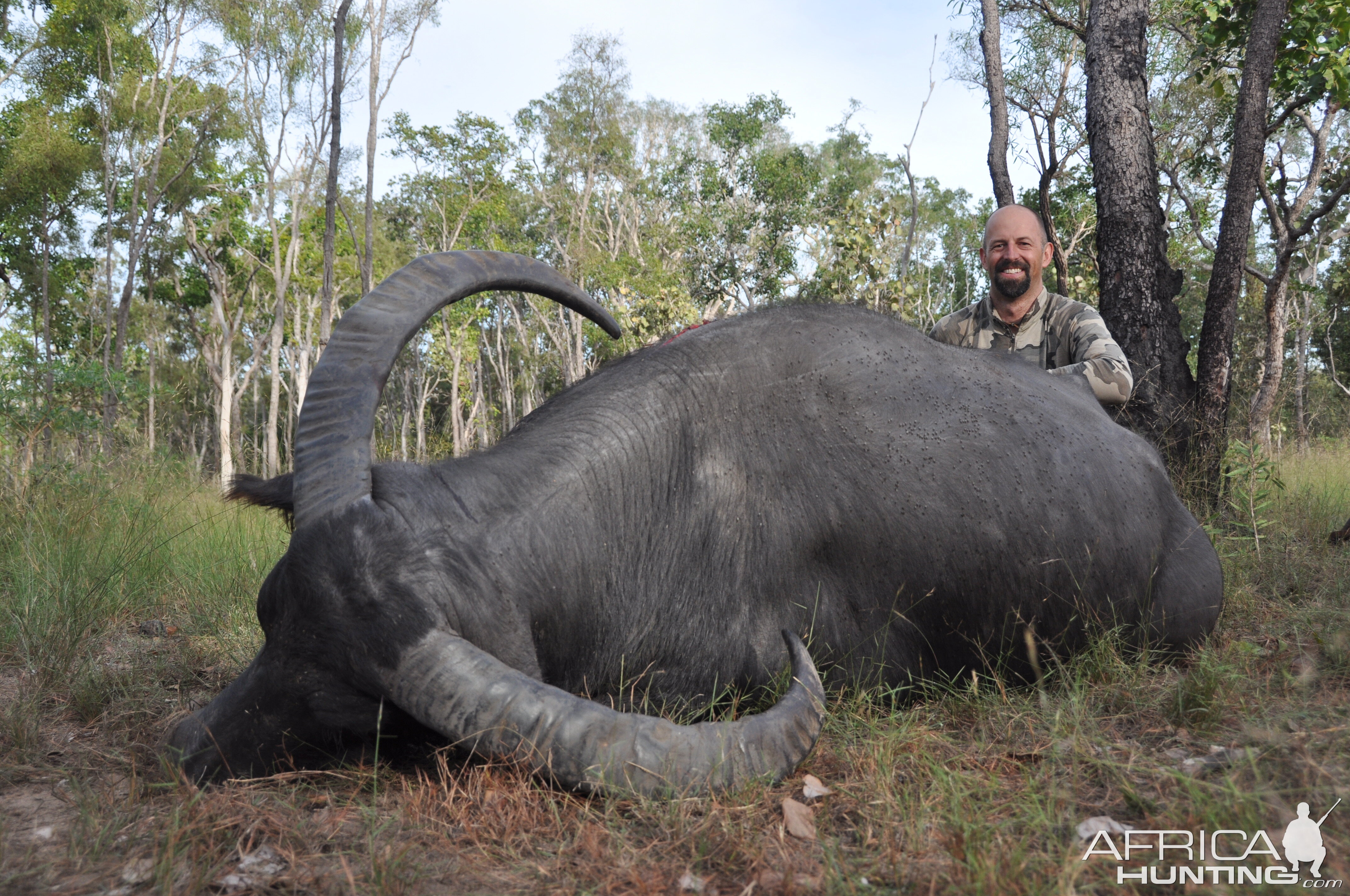 Cow Buffalo