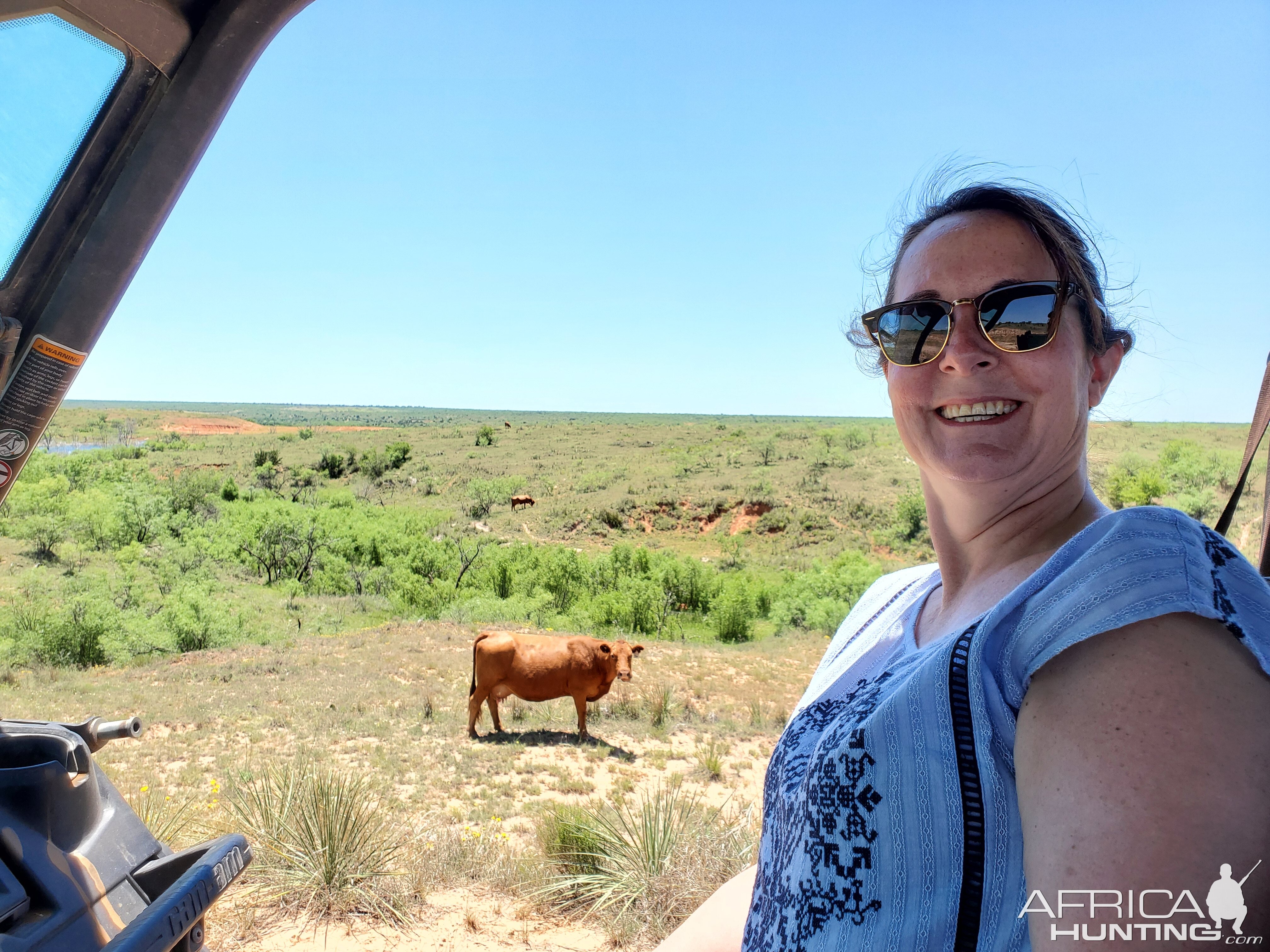 Cows Texas USA