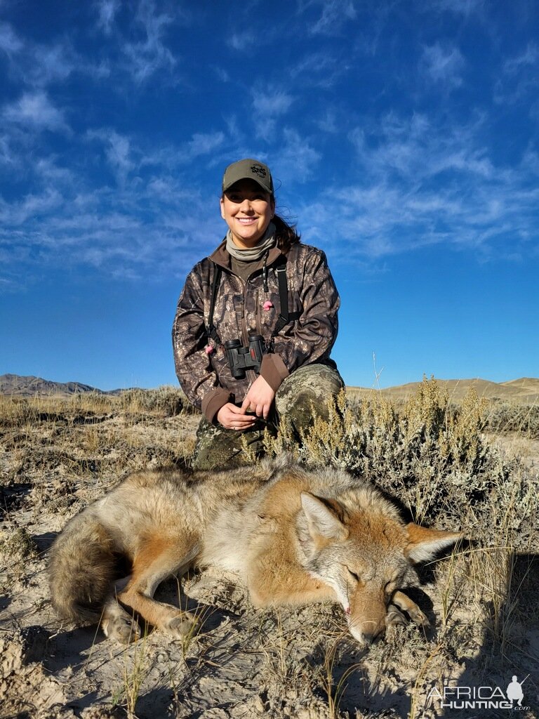 Coyote Hunt Wyoming