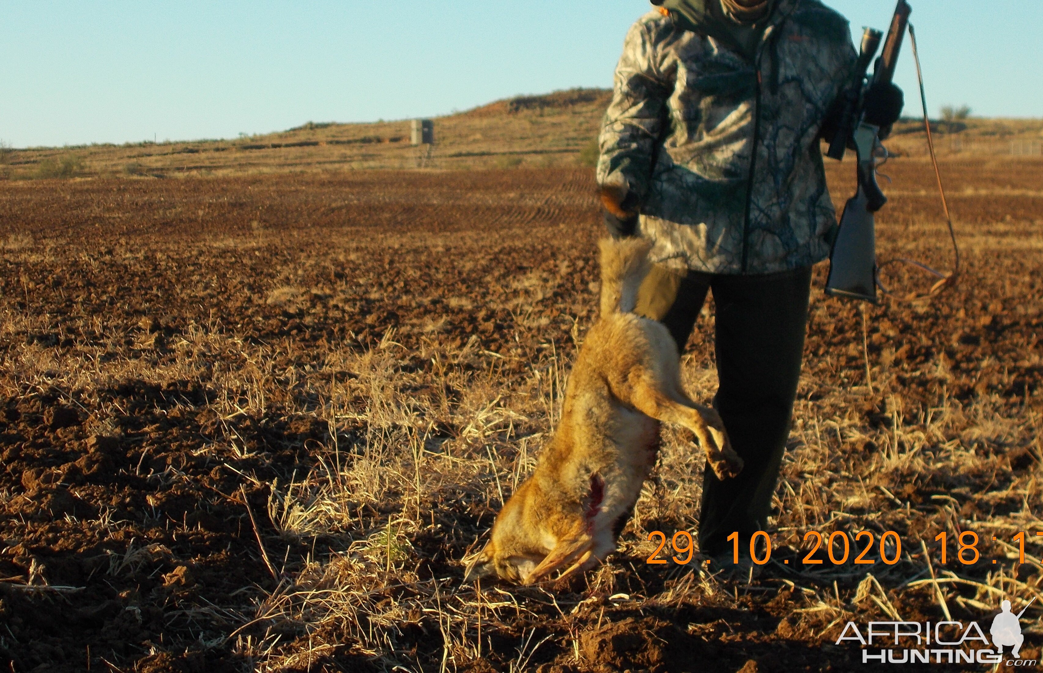 Coyote Hunting Texas USA