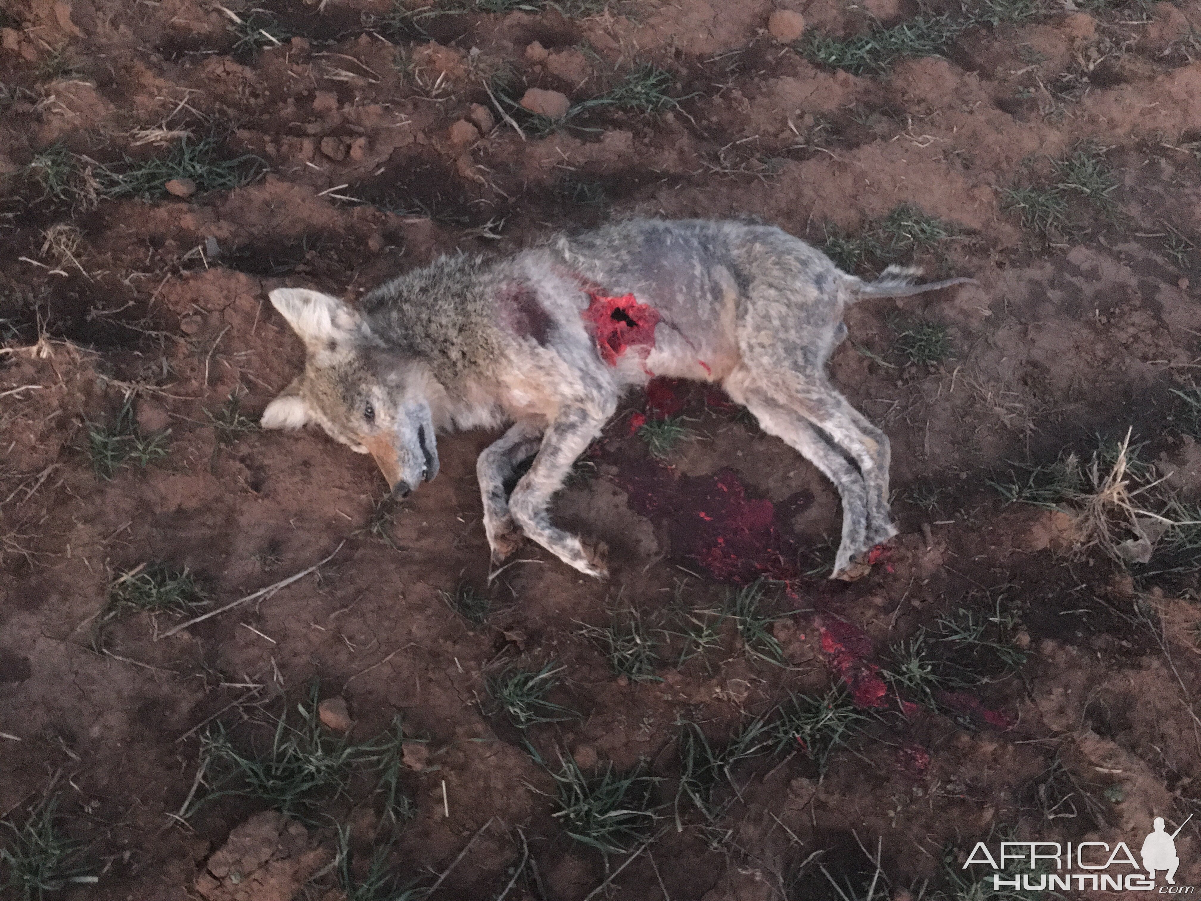 Coyote Hunting Texas USA