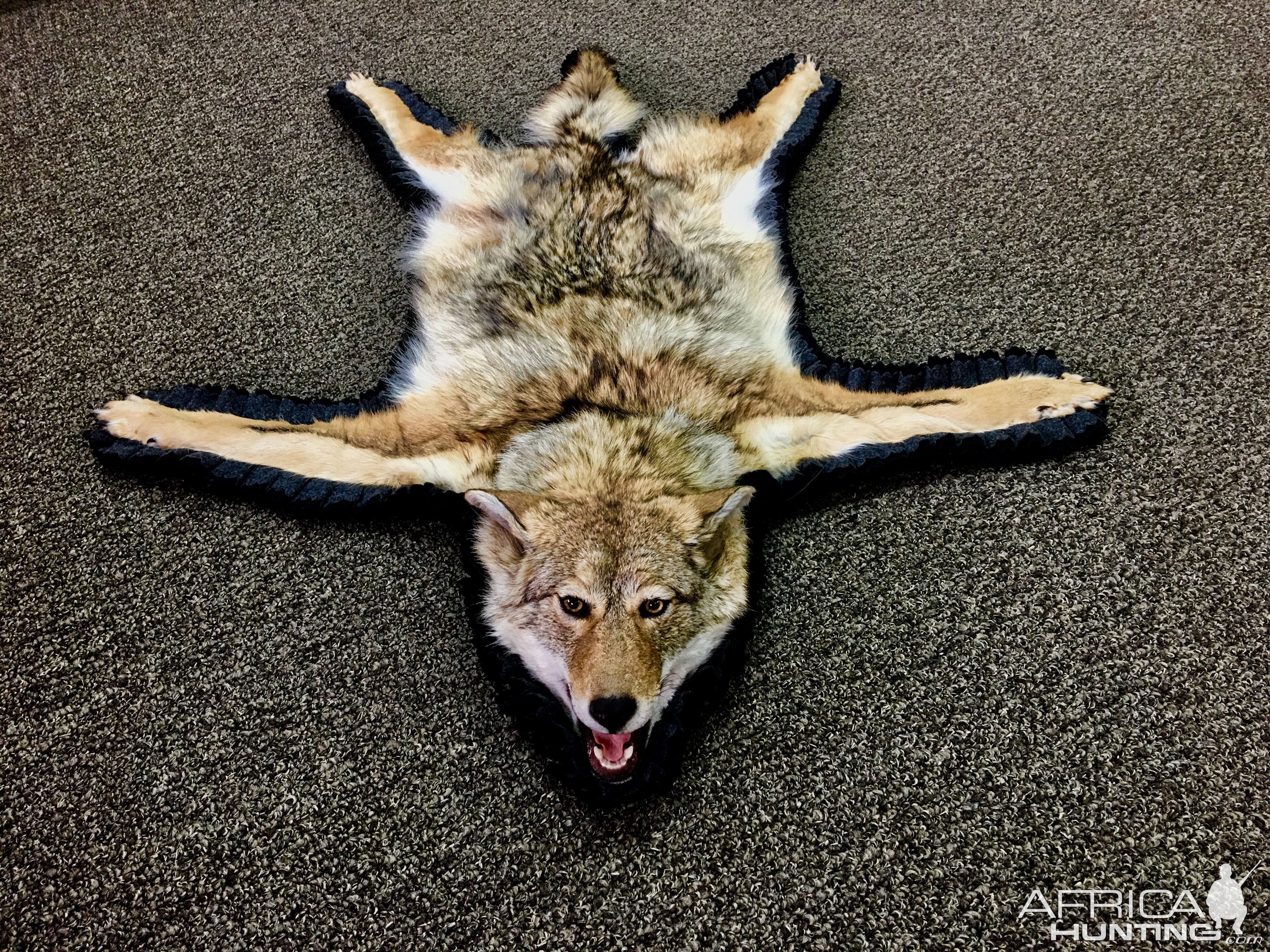 Coyote Rug Taxidermy