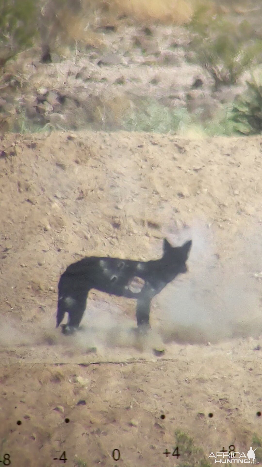 Coyote Target 300 Meter