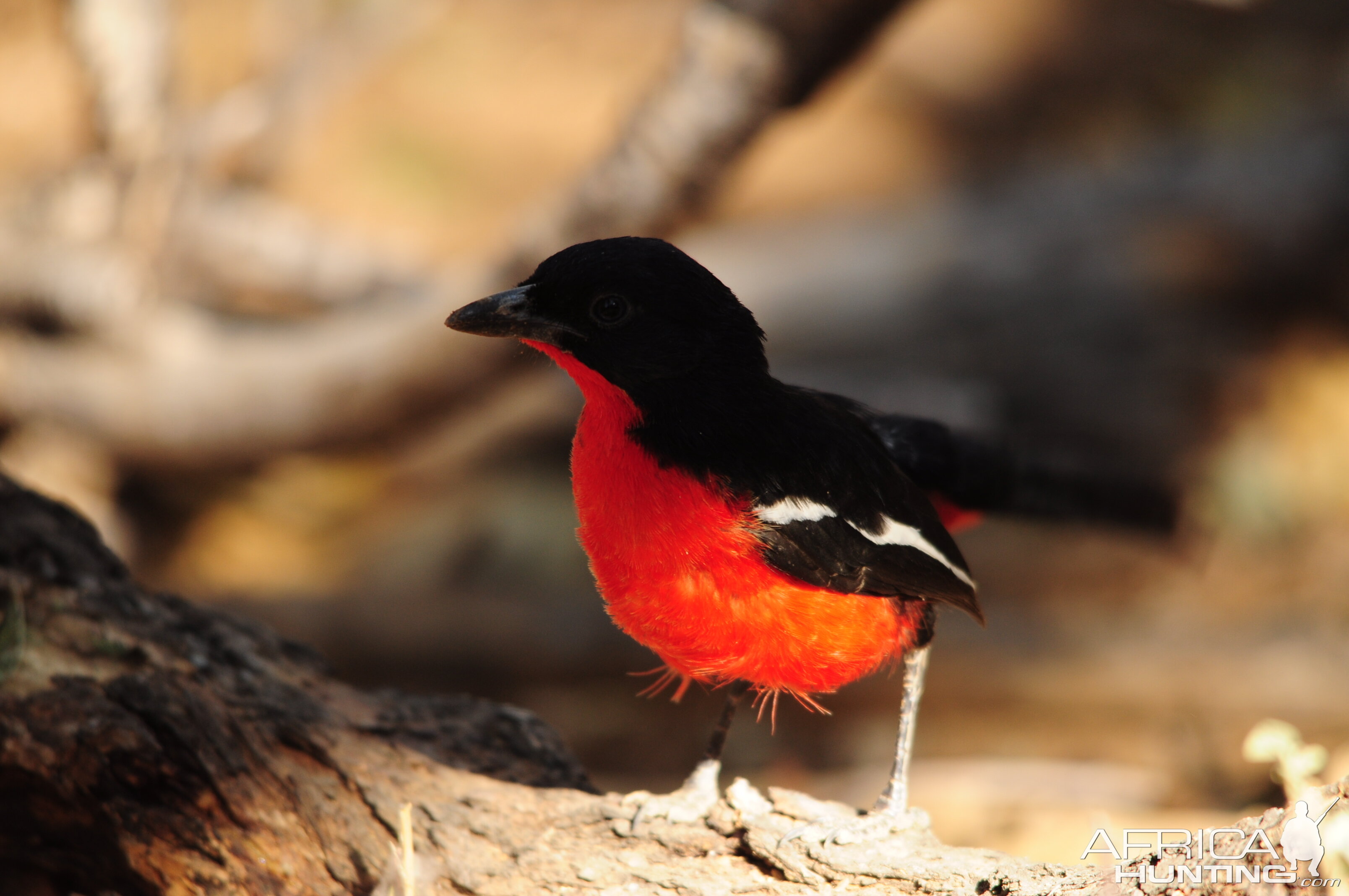 Crimson-breasted Shrike Namibia