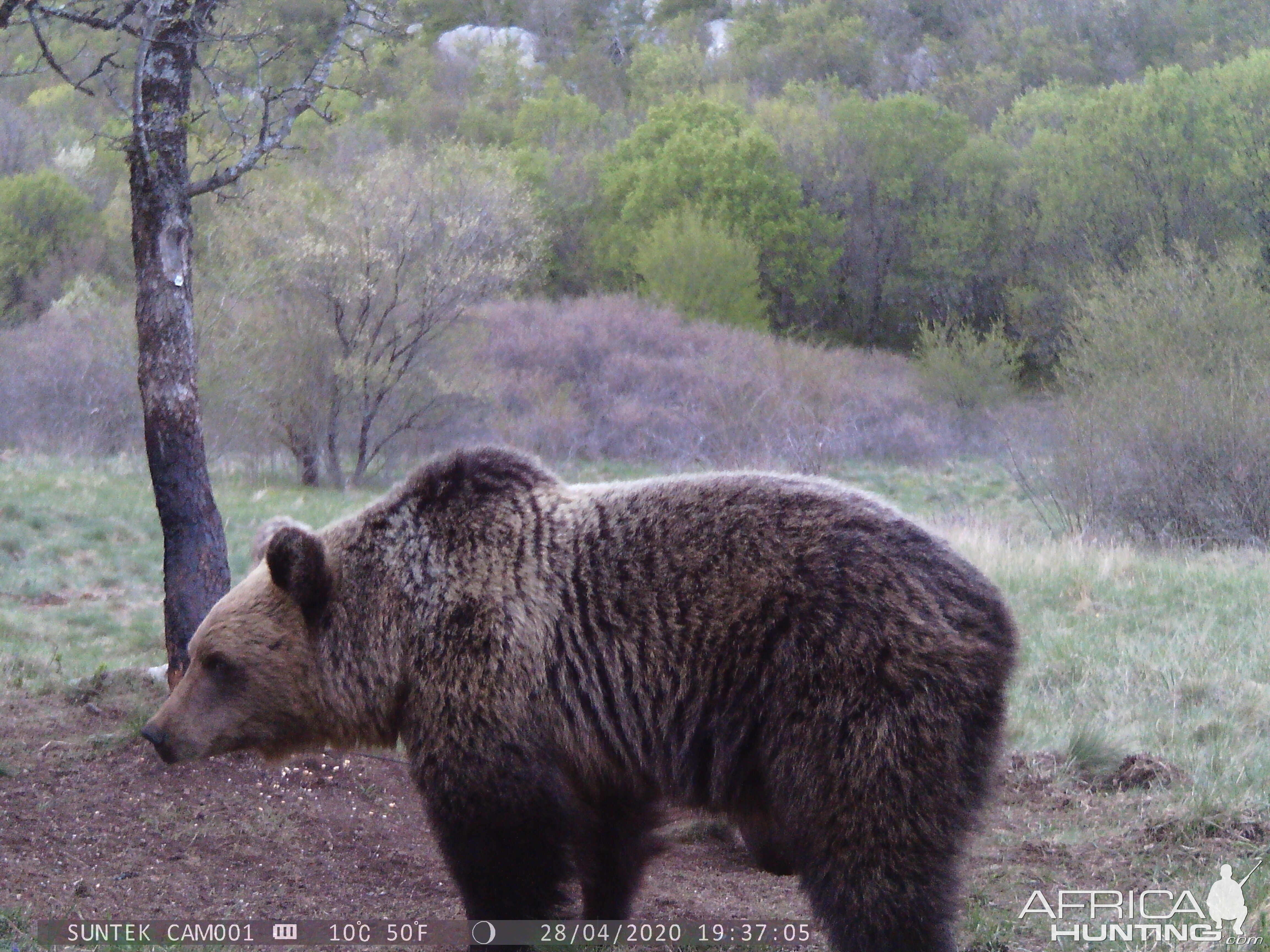 Croatia Europe Trail Cam Pictures Bear