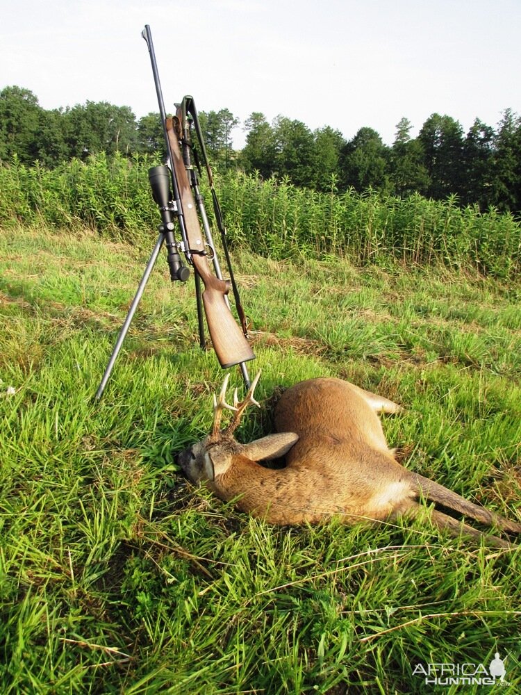 Croatia Hunt Roe Deer