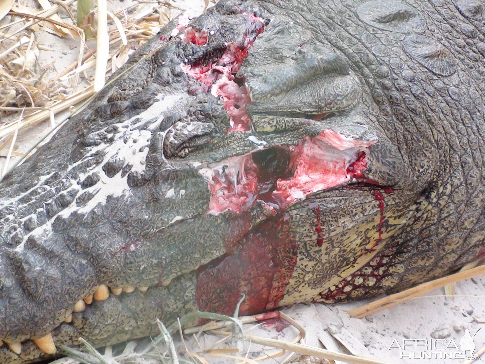 Croc Head Shot